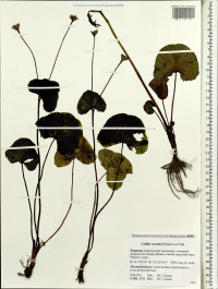 ��������� ����������