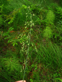 ��� �����������