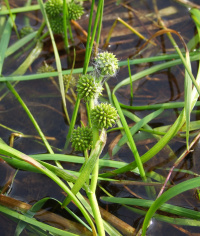 ����������� ��������