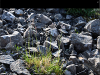 ������ ���������