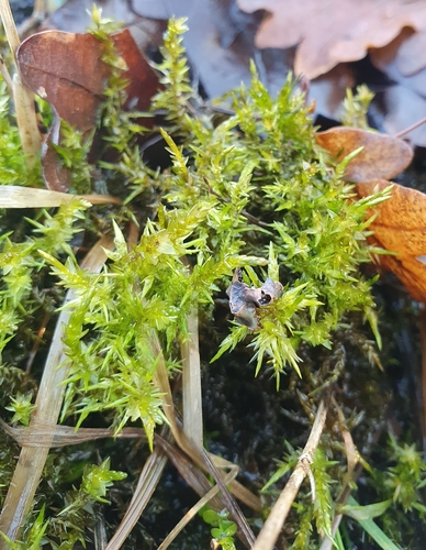 ���������� ����������