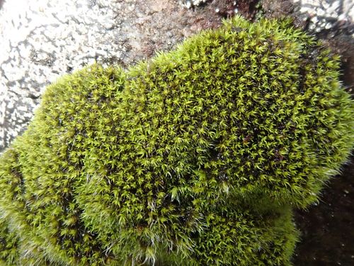 ������� ������������