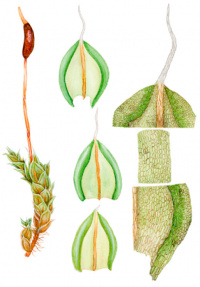 ��������� ������������