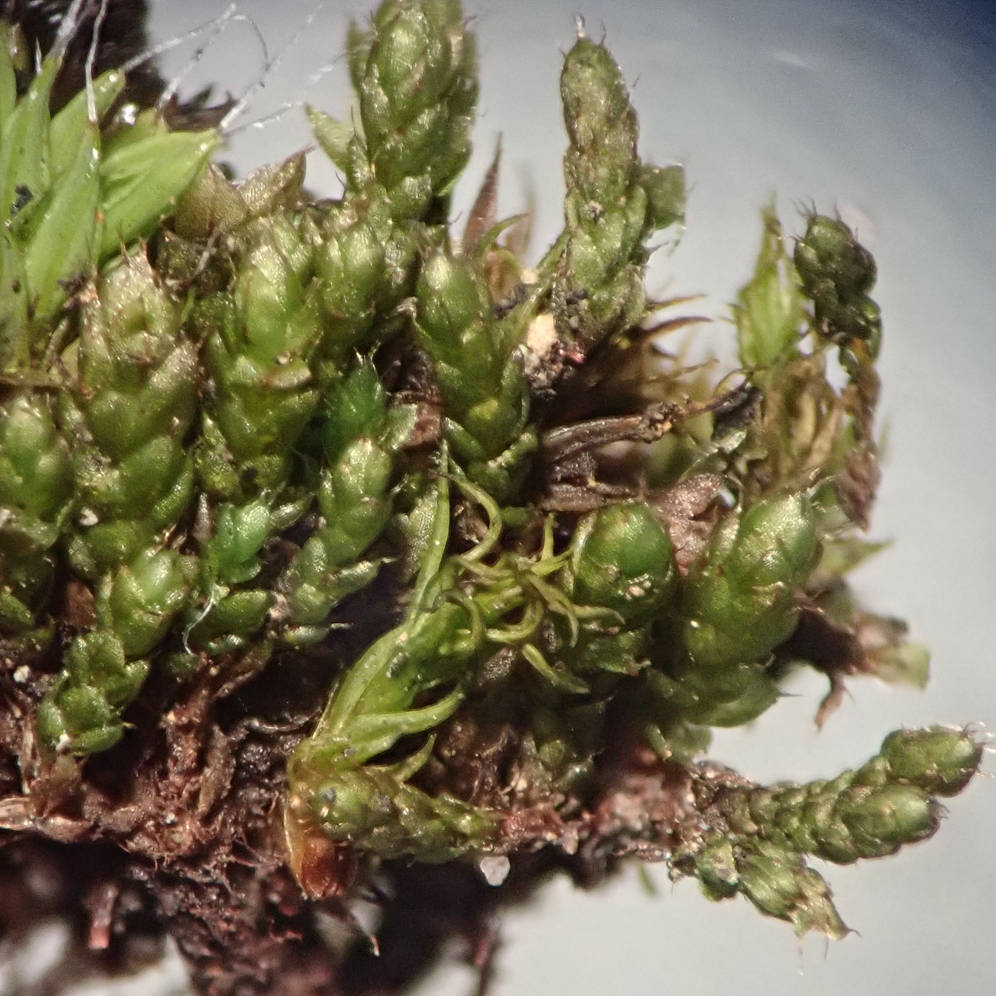 ����� �������