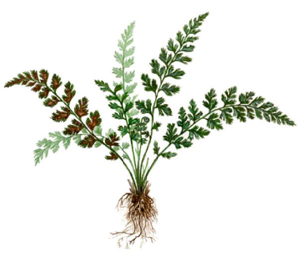 �������� ���������