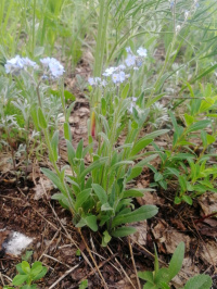 ��������� ��������