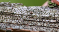 Chaenothecopsis pusilla