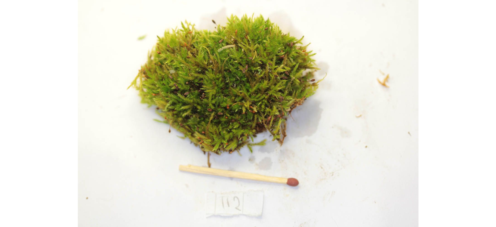 ����������� ���������������