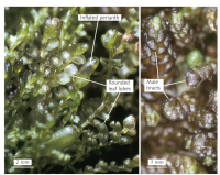 ���������� �������