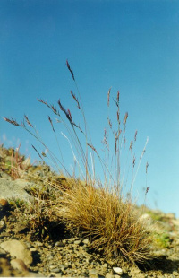 �������� �����������