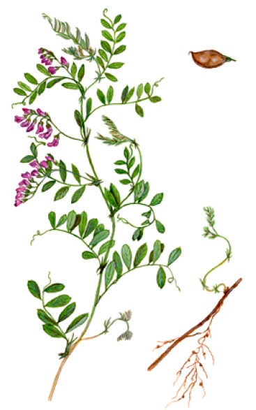 ���� ������