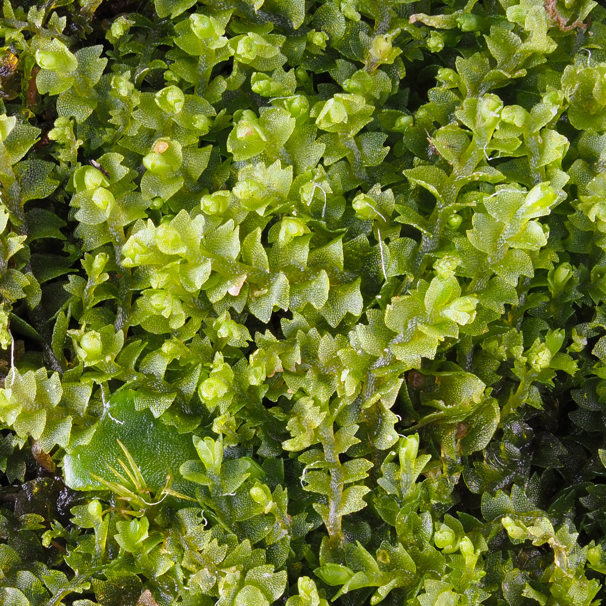 ���������� �����������