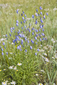 �������� �������������