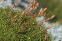 ������������� ��������