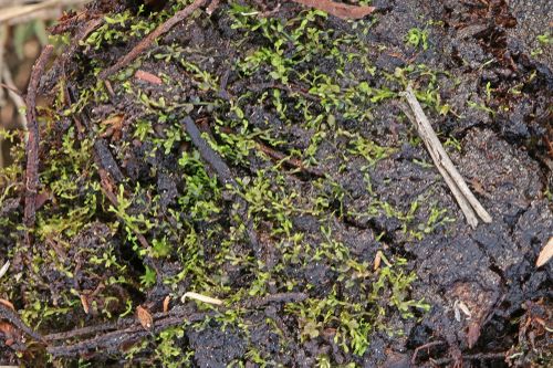 ����������� ���������