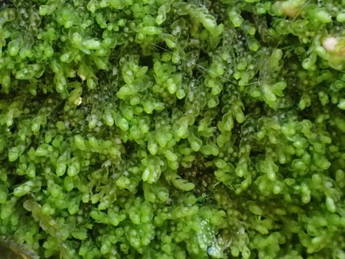 ���������� ���������