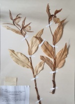    (Cypripedium calceolus)