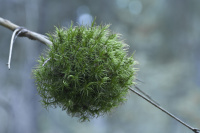 �������� ���������