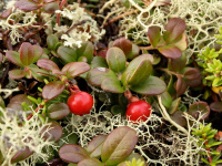 �������� ������������