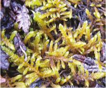 ������ ��������