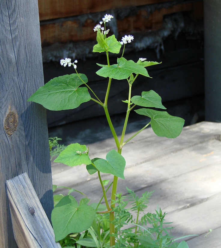 ������� ���������