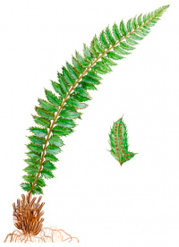 ����������� �����������