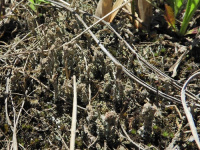 Cladonia decorticata 