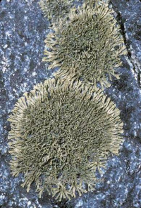 ��������������� ���������