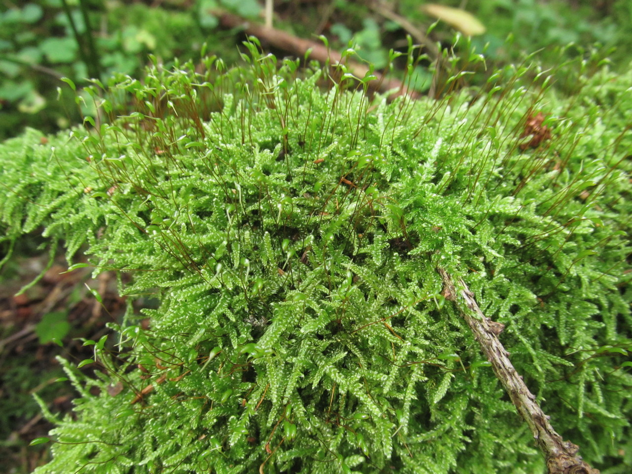 ������ ��������������