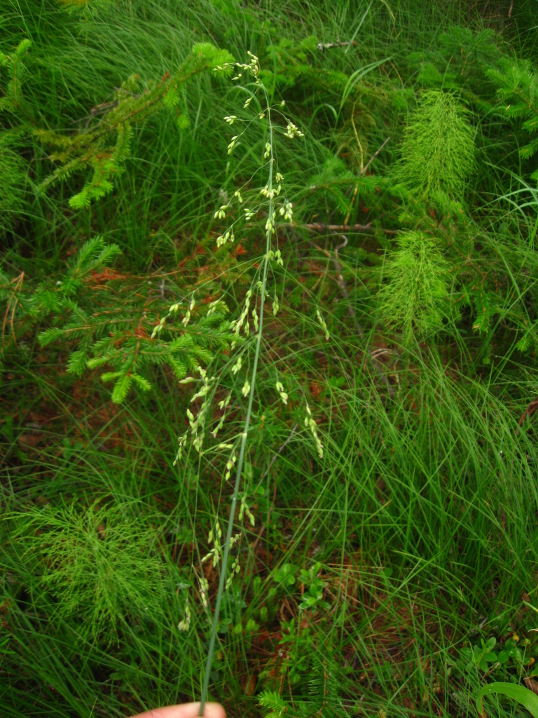 ��� �����������