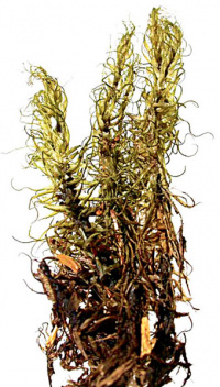 �������� ���������