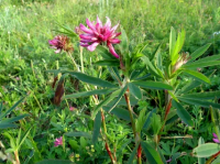 ������ ���������