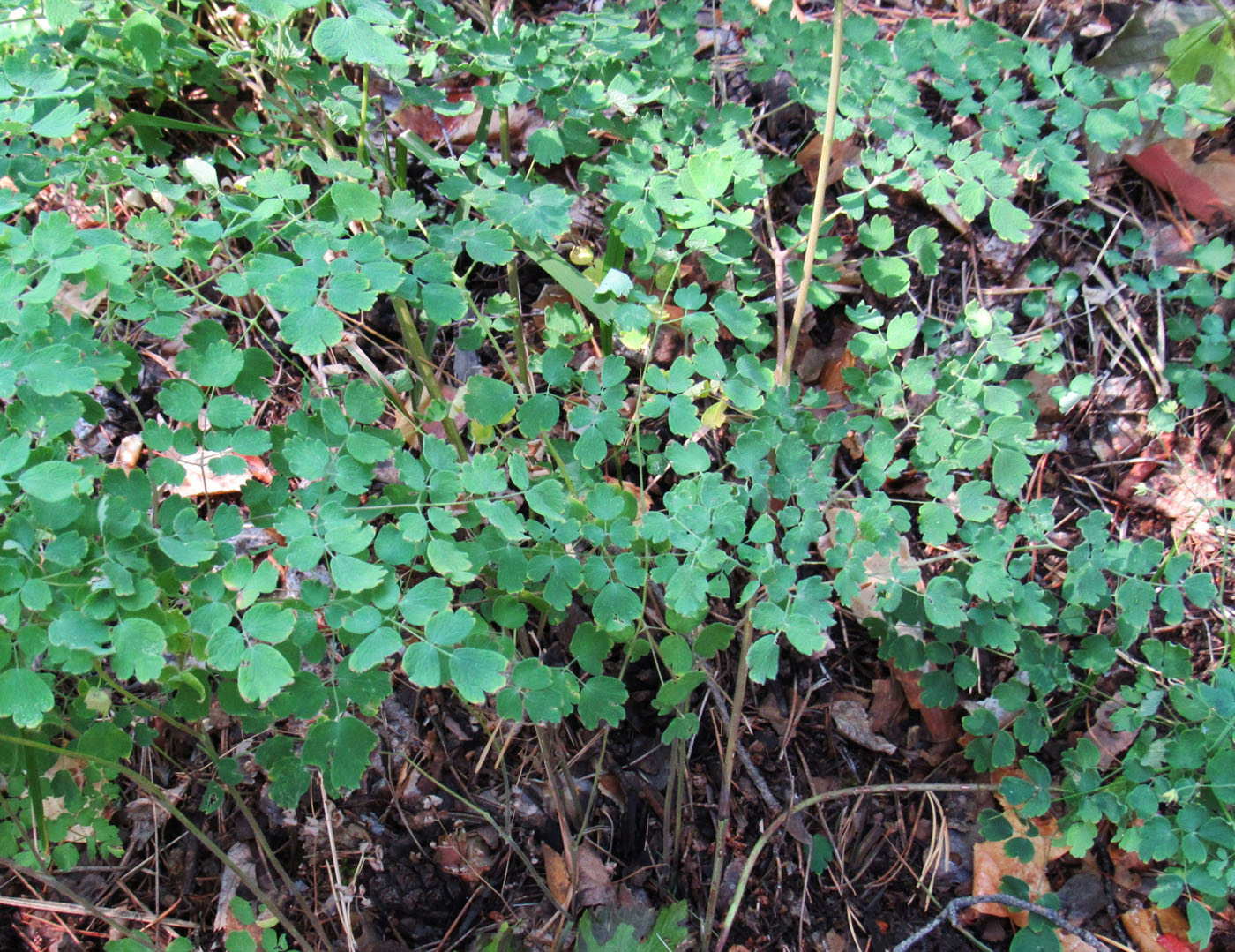 ����������� �������