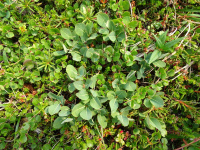 ��� ������� ���������