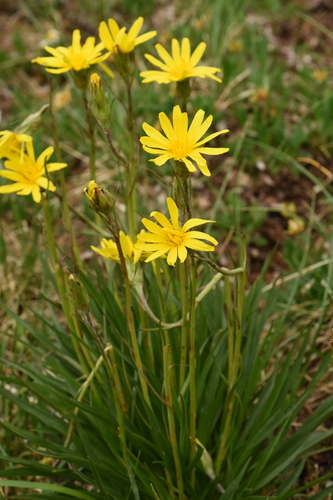 ������� �������