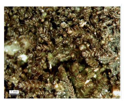 ���������� �����