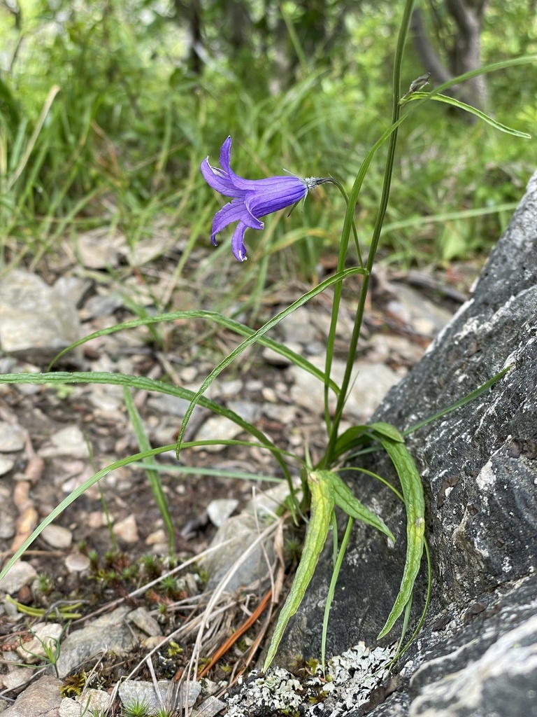 ����������� �����������