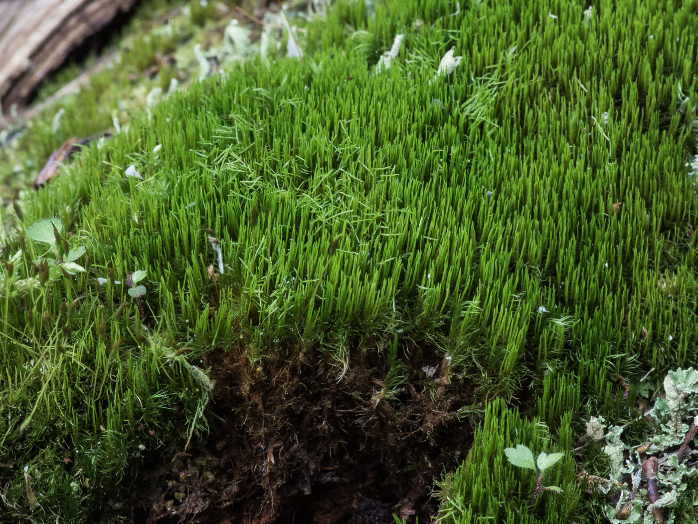 ������ ��������������