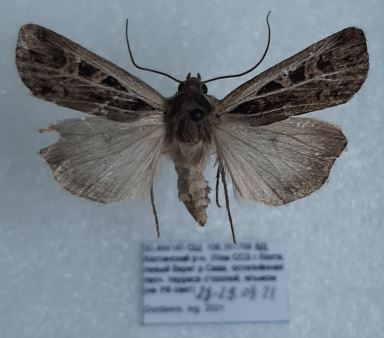 Actebia difficilis 
