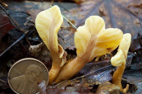 ��������� �������