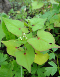 ������� ���������