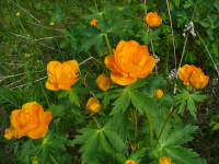 ���������� ��������