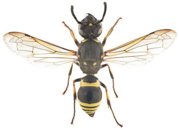 Ancistrocerus parietinus 