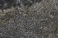 ���������� ������������, ���������� ���������������