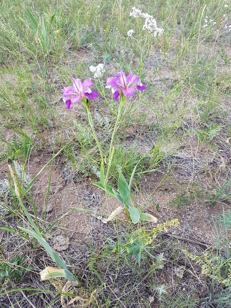 ���� ���������