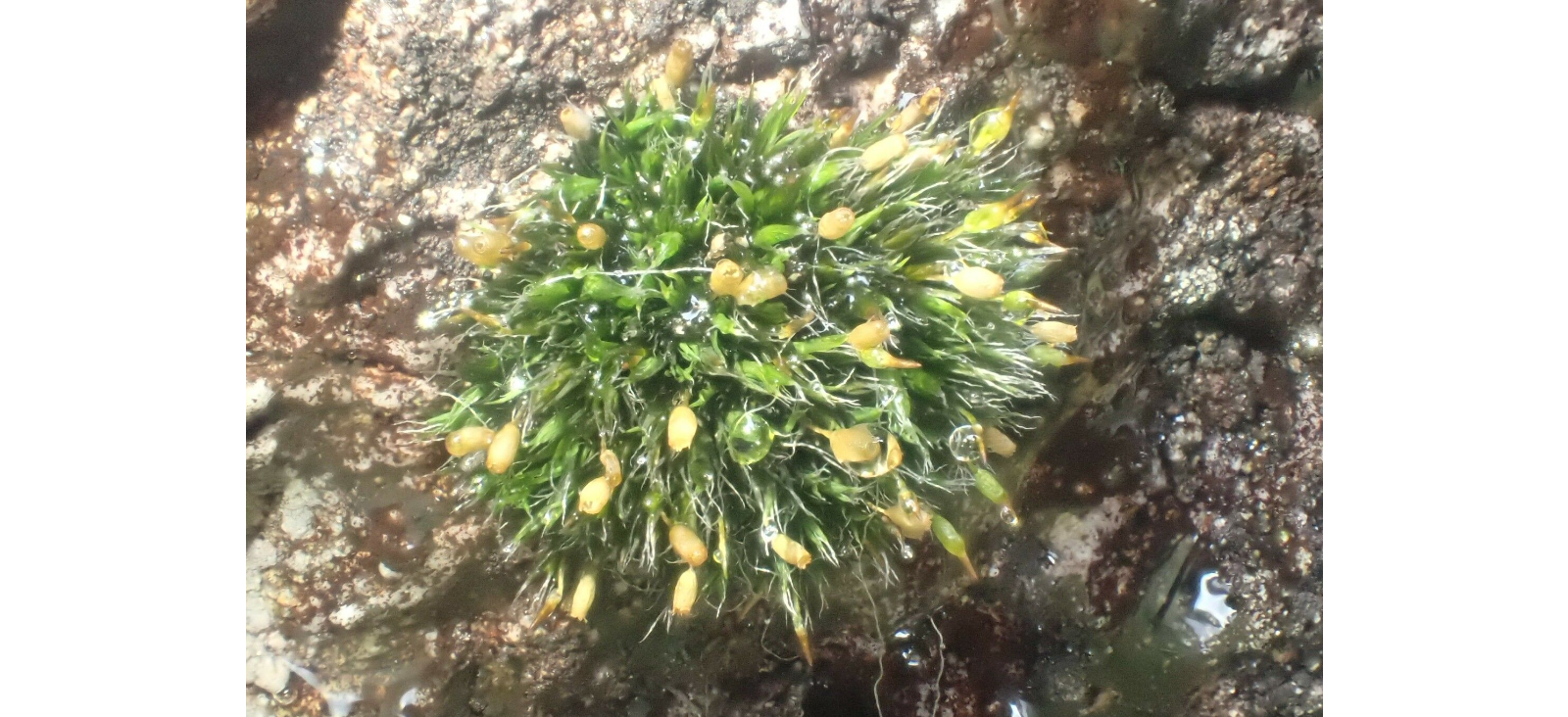 ������� ����