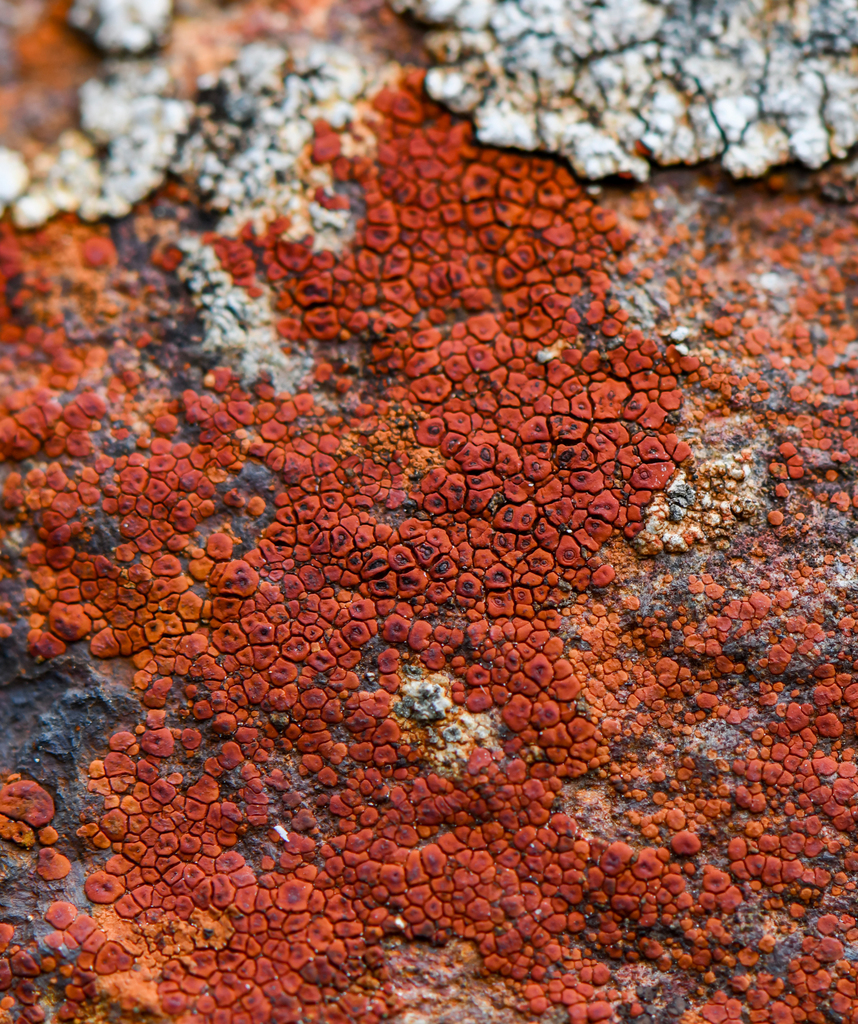 Acarospora sinopica