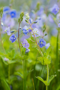 �������� ���������