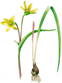 ��������� �������� (��������� ����������)