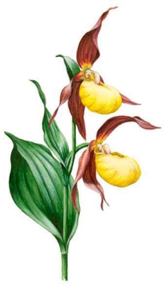 ������� �������� ��������� (������� �������� �������������)